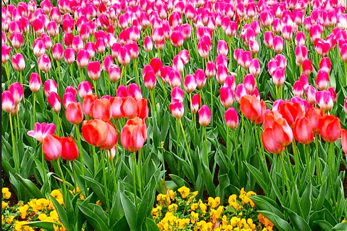 海洋博公園_チューリップ